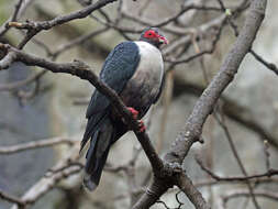 Image of Mountain pigeon