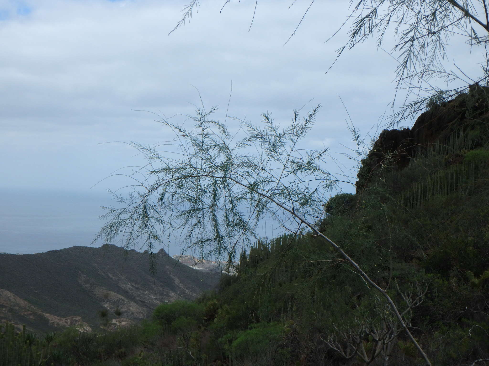 Image of Asparagus plocamoides Webb ex Svent.