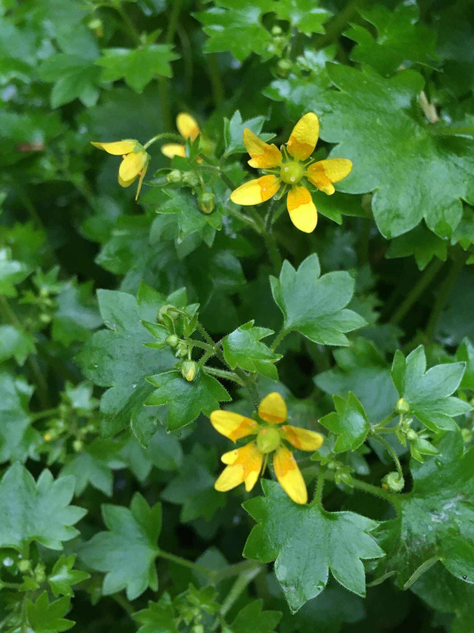 Image of Saxifraga cymbalaria L.