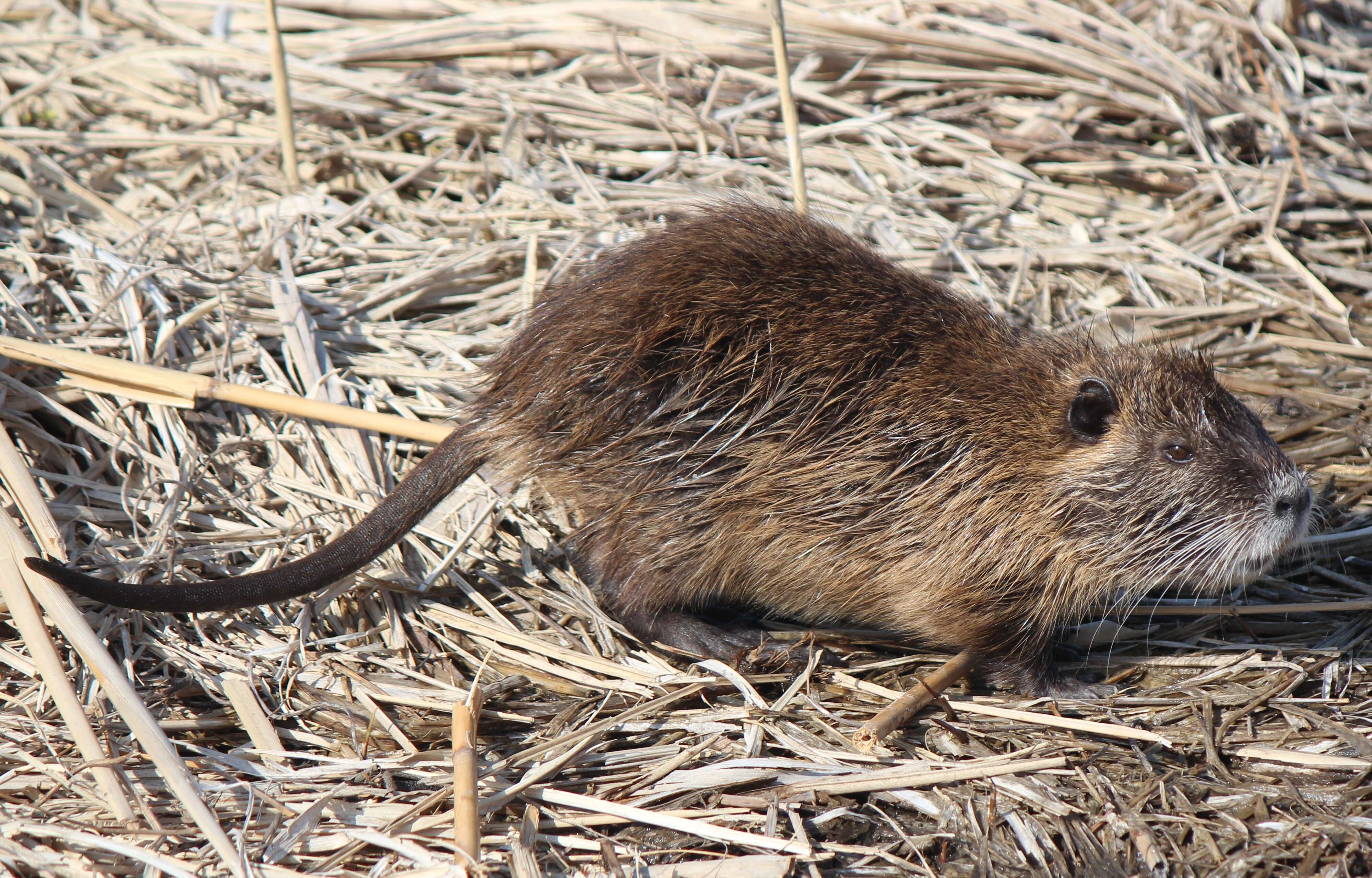 Image of River Rats