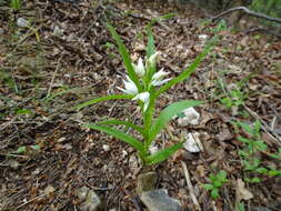 Image of Sword-leaved helleborine