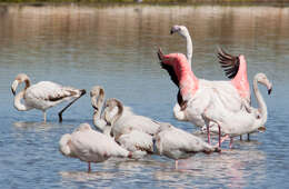 Imagem de Phoenicopterus roseus Pallas 1811