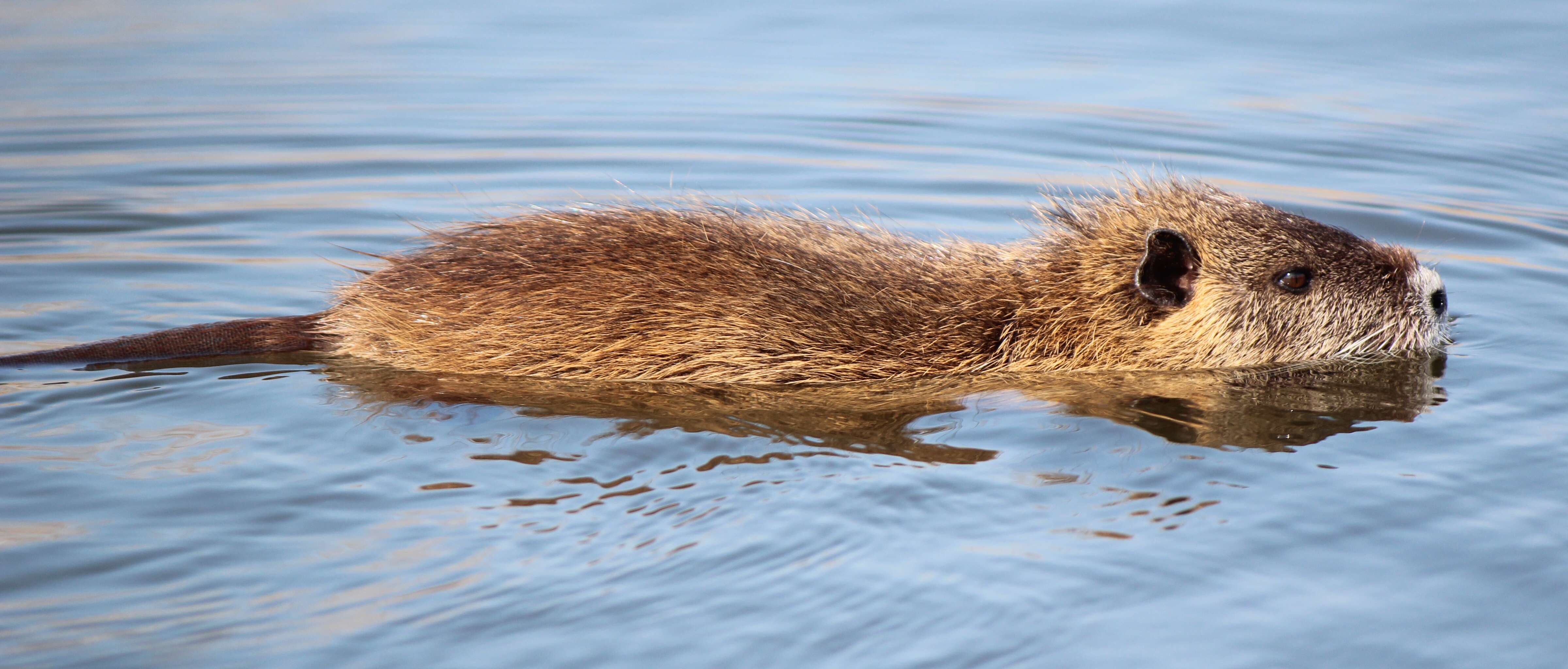 Image of River Rats