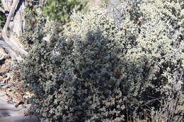 Image of roundleaf buffaloberry