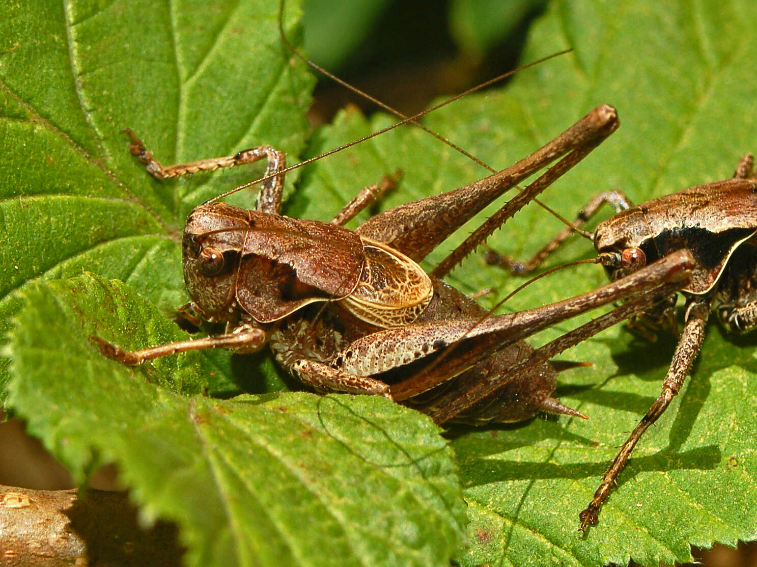 Image of Pholidoptera