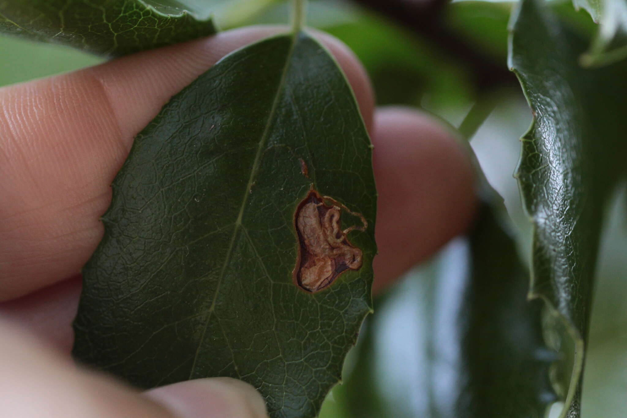 Image of Stigmella braunella (Jones 1933) Wilkinson et al. 1979