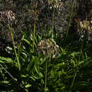 Imagem de Agapanthus praecox subsp. praecox