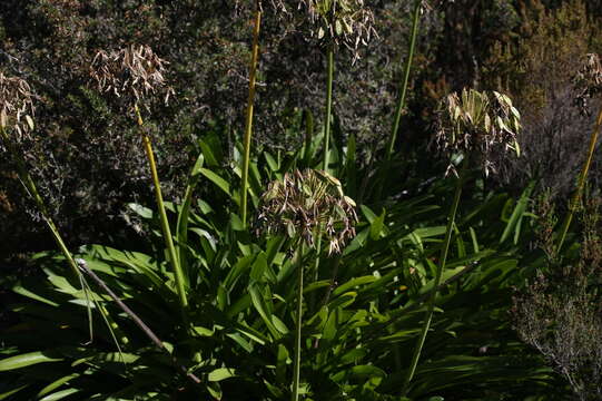 Imagem de Agapanthus praecox subsp. praecox