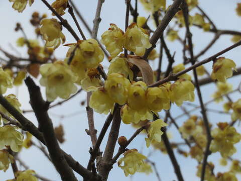 Image of Fragrant Wintersweet