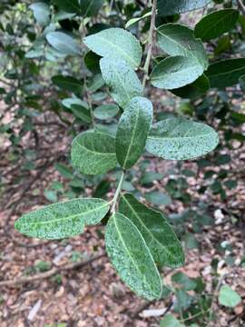 Imagem de Mystroxylon aethiopicum subsp. schlechteri (Loes.) R. H. Archer