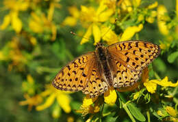 Imagem de Fabriciana niobe Linnaeus 1761