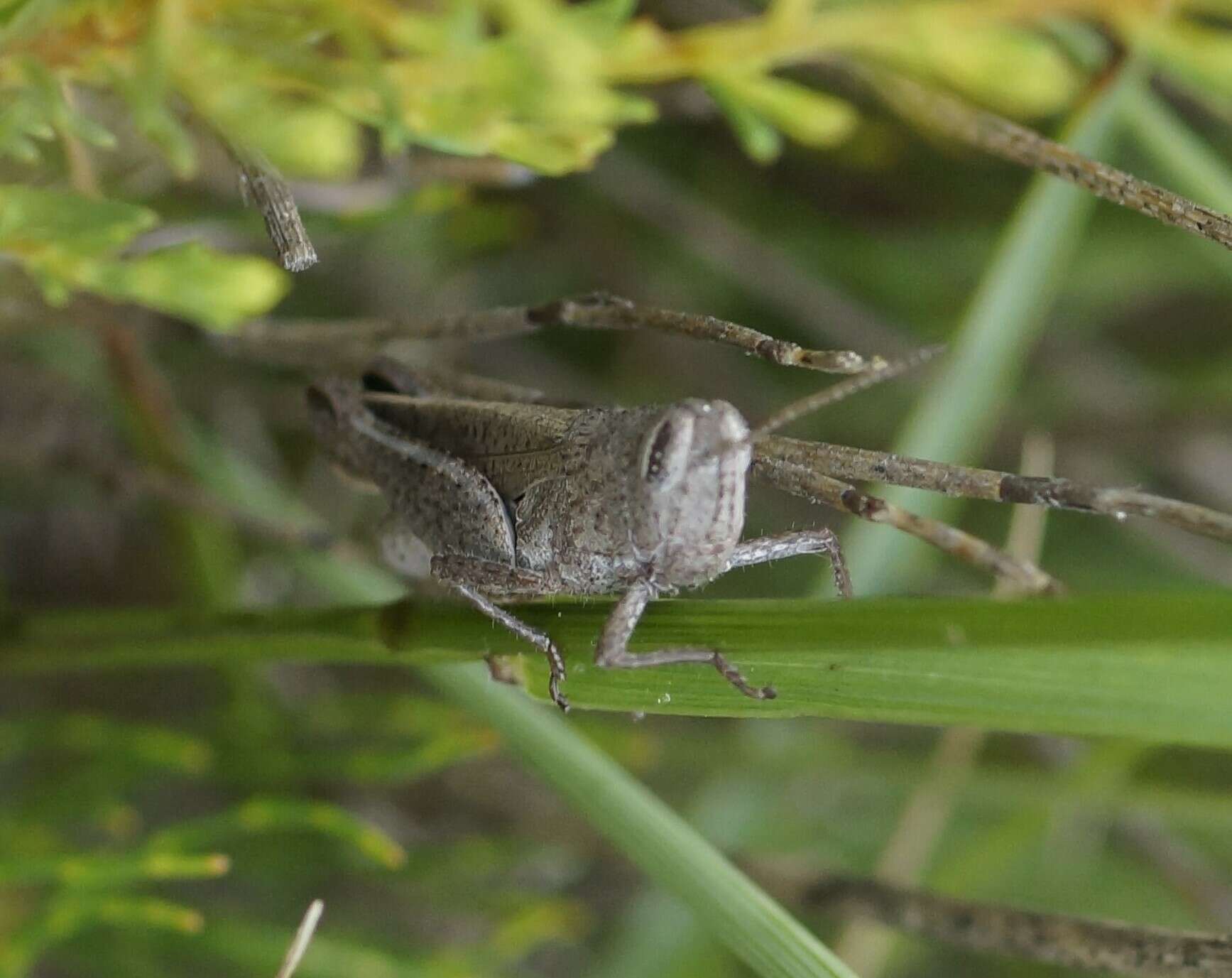 Слика од Peakesia brunnea (White & A. 1841)