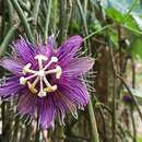 Imagem de Passiflora oerstedii Mast.