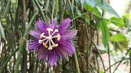 Imagem de Passiflora oerstedii Mast.