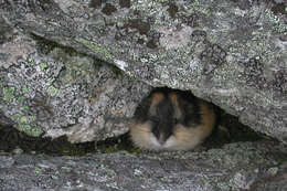 Image of Norway Lemming