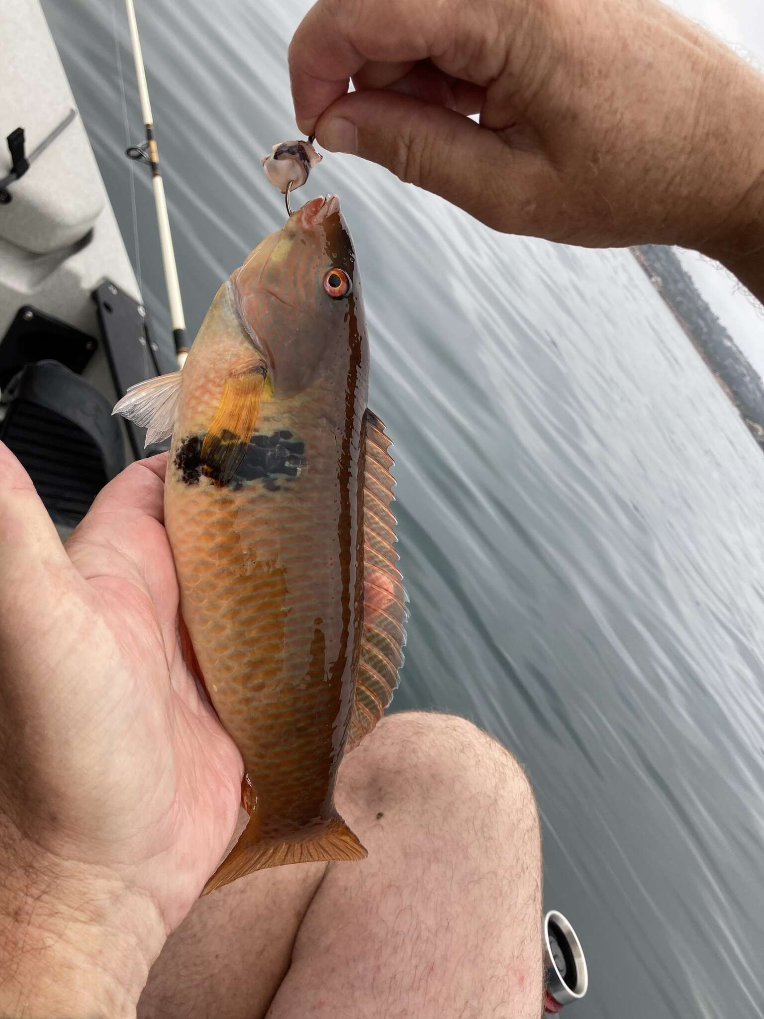 Image of Rock wrasse