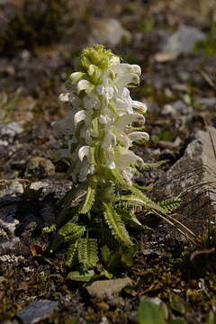 Image of Langsdorf's lousewort