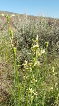 Image of Leiberg's milkvetch