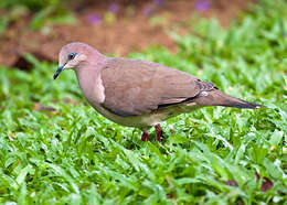 Image of White-tipped Dove