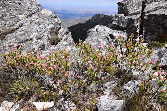 Image of Erica taxifolia