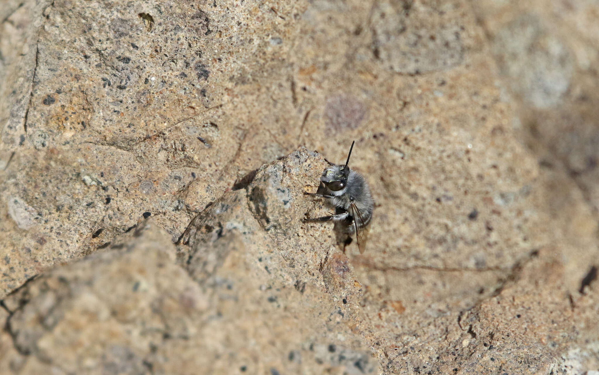 Image of Anthophora orotavae (Saunders 1904)