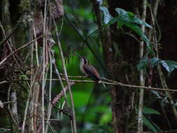 Image of Stripe-throated Hermit