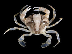 صورة Liocarcinus vernalis (Risso 1827)