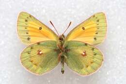 Image of Colias stoliczkana Moore 1878