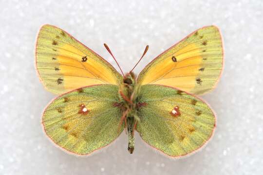 Colias stoliczkana Moore 1878的圖片