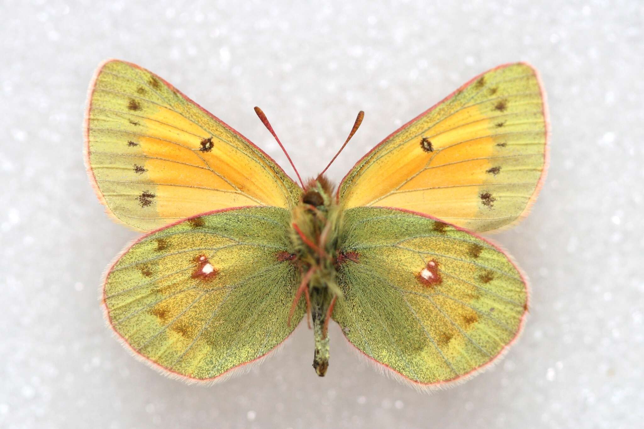 Image of Colias stoliczkana Moore 1878