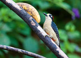 Image de Melanerpes Swainson 1832