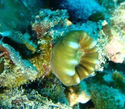 Image of Phaceloid fleshy hard coral