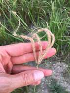 Image of Paraguayan windmill grass