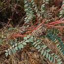 Image of Astragalus ponticus Pall.