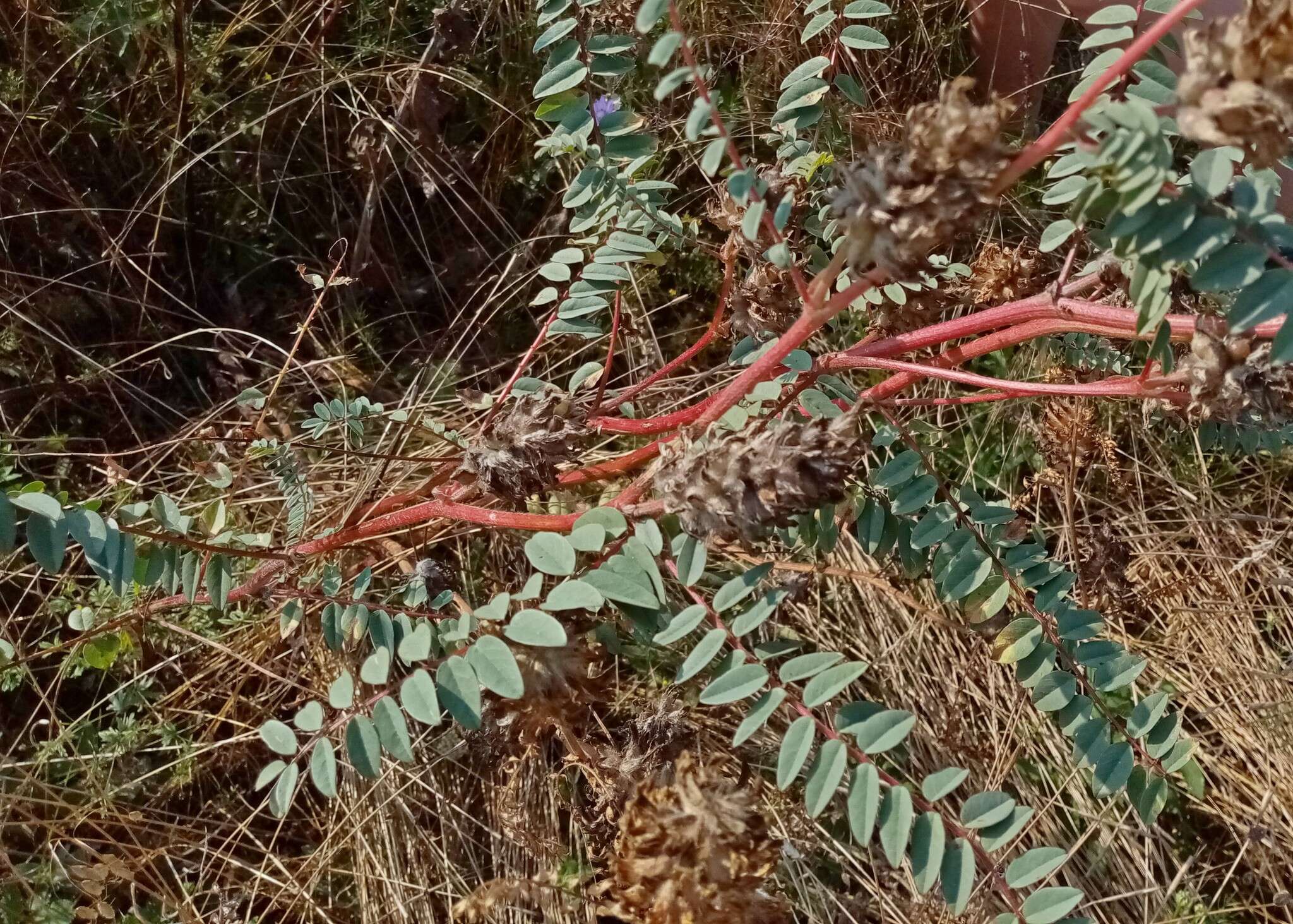 Imagem de Astragalus ponticus Pall.