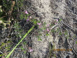 Imagem de <i>Indigofera <i>angustifolia</i></i> var. angustifolia