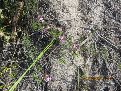 Imagem de <i>Indigofera <i>angustifolia</i></i> var. angustifolia