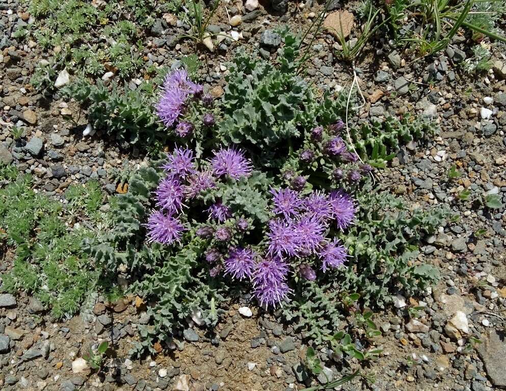 Image de Saussurea ceterachifolia Lipsch.