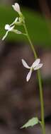 Chamira circaeoides (L. fil.) Zahlbr. resmi