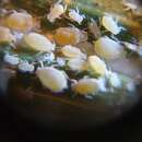 Image of Aphid