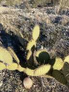 Opuntia strigil Engelm. resmi