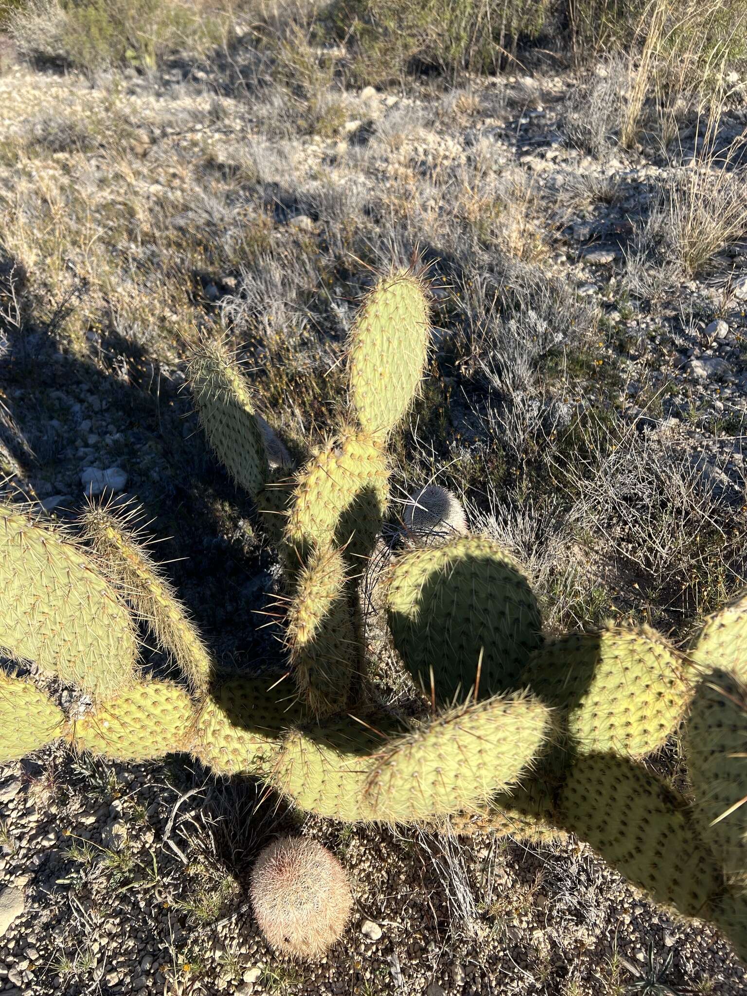 Image of Marble-fruit Prickly-pear Cactus