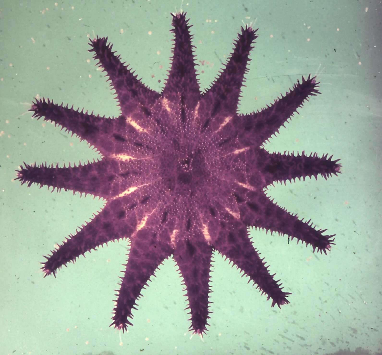 Image of crown-of-thorns starfish