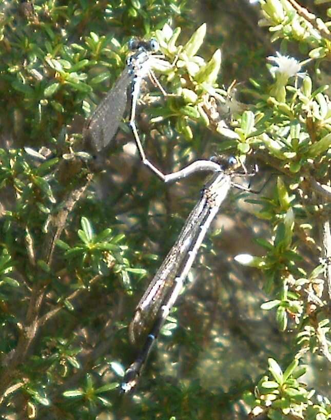 Sivun Austrolestes colensonis (White ex White & Gardiner Butler 1846) kuva