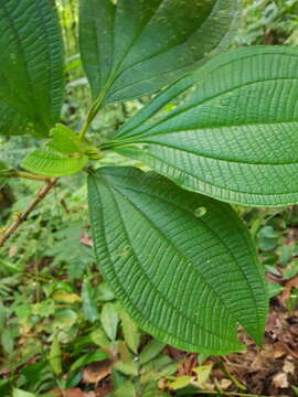 Слика од Henriettea cuneata (Standl.) L. O. Williams