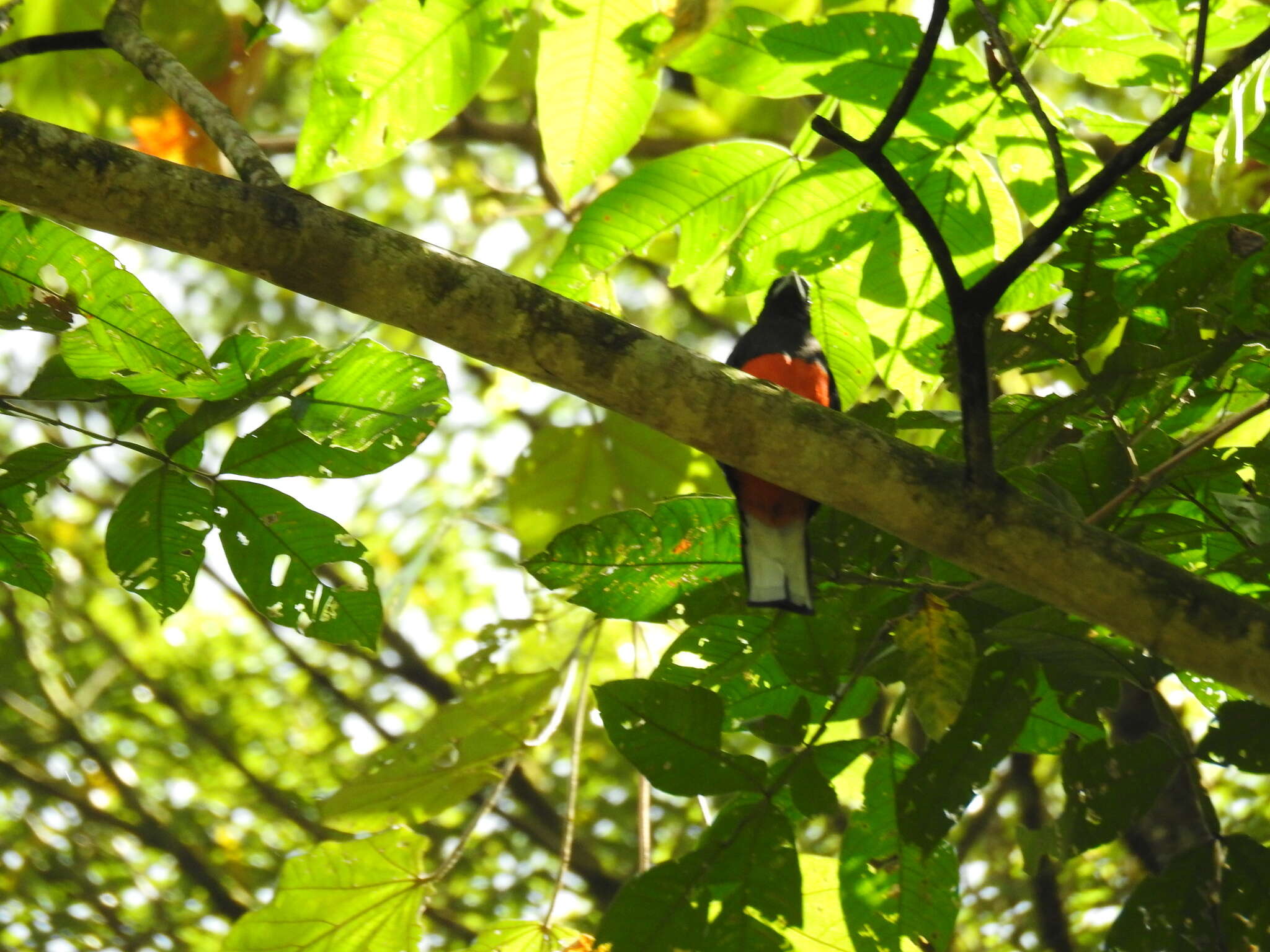 Image of Baird's Trogon