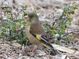 Image of Grey-capped Greenfinch