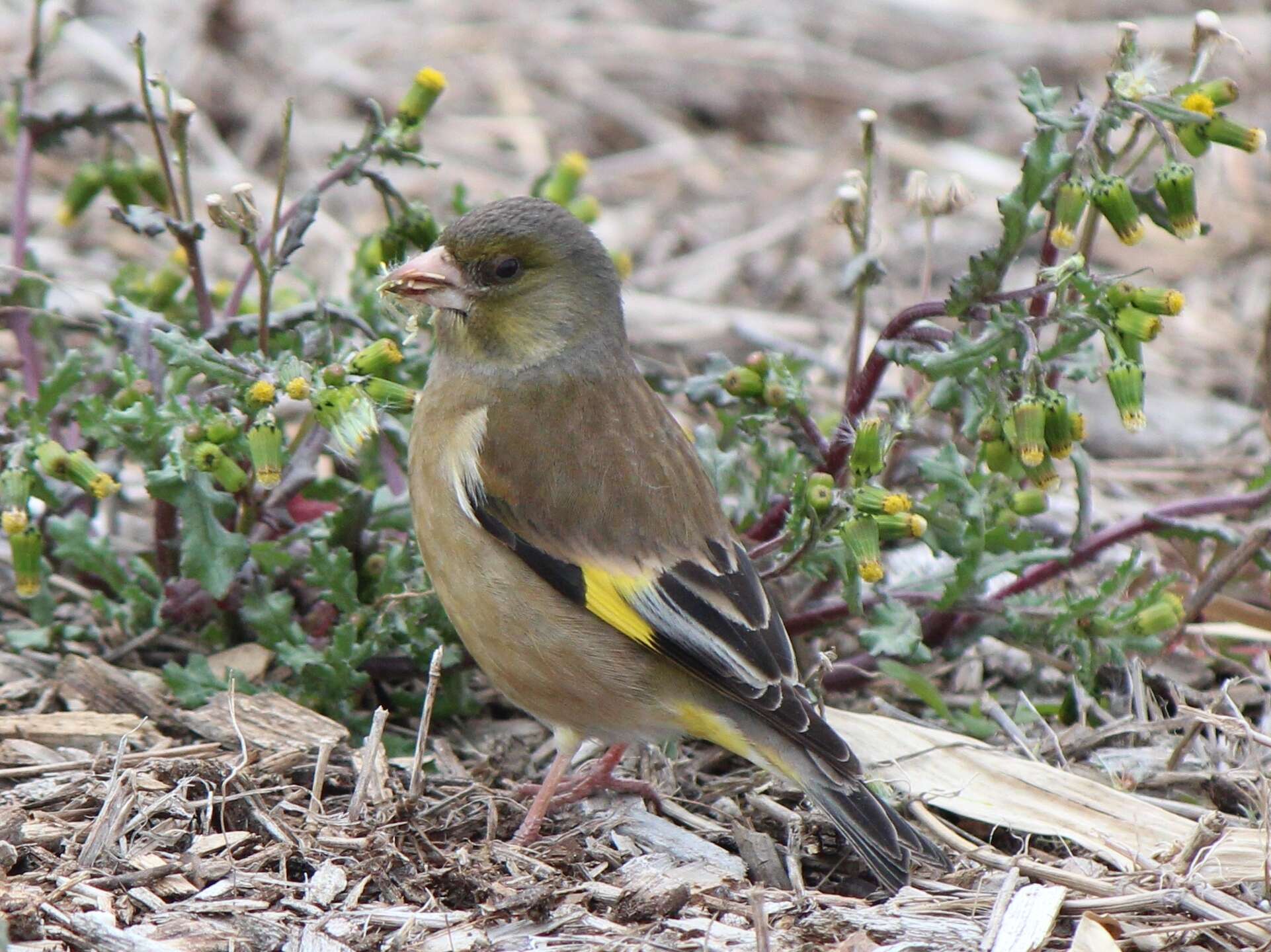 Image of Grey-capped Greenfinch