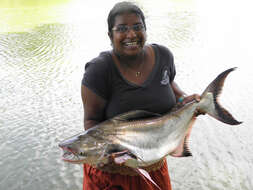 Image of Giant Pangasius