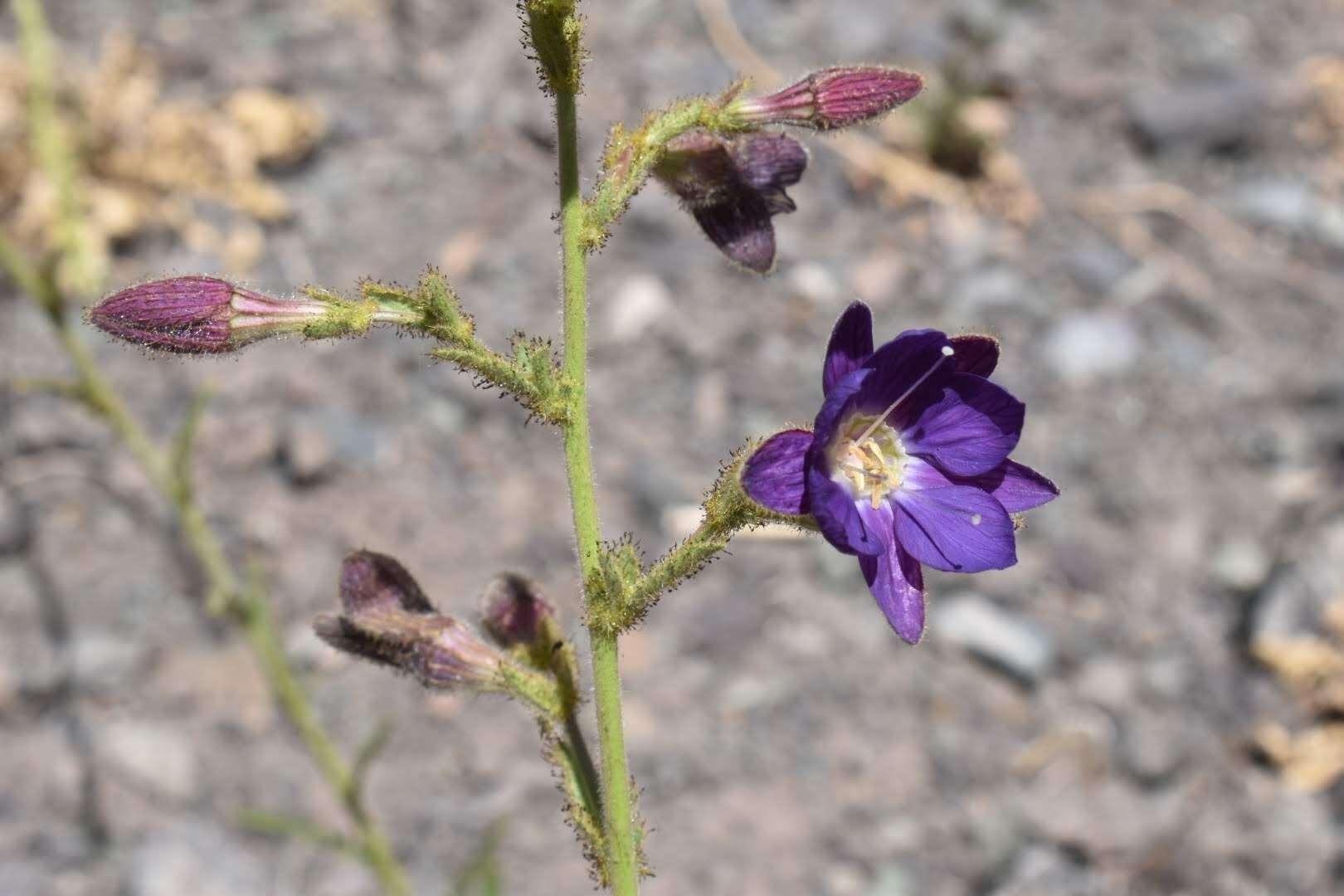 Image of Malesherbia linearifolia (Cav.) Poir.